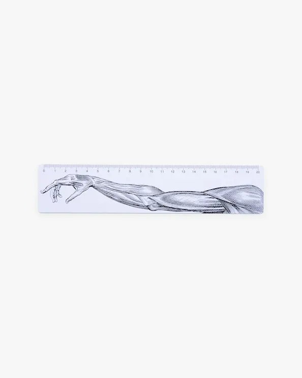 Viivoitin - Käsivarren Anatomia